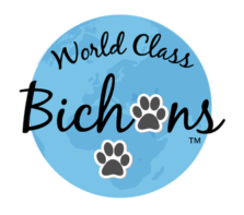 World Class Bichons