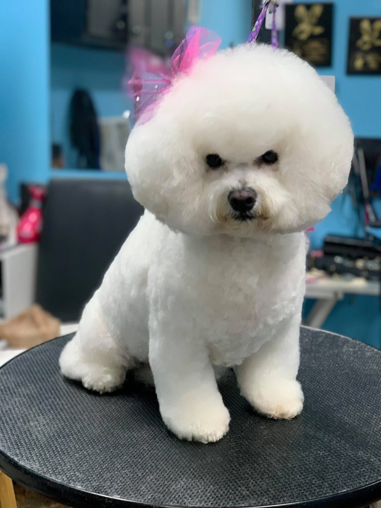 Meet the Bichons - World Class Bichons