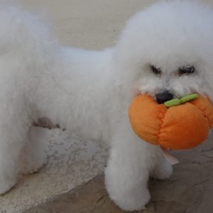 Mya with Pumpkin